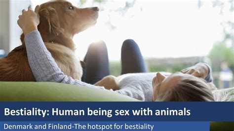 dogsex couple|Curious dog joins couple having sex in zoophilia video .